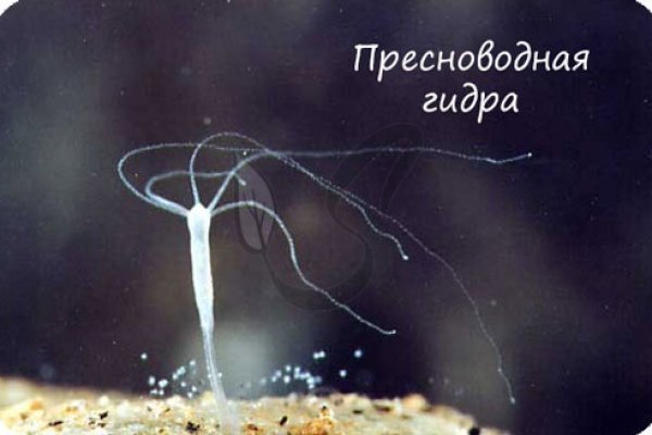 Kra28.cc